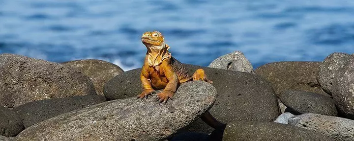 Sea iguana in the Galapagos Islands