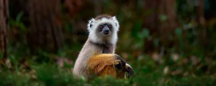 Sifika lemur in Andisabe-Mantadia National Park in Madagascar