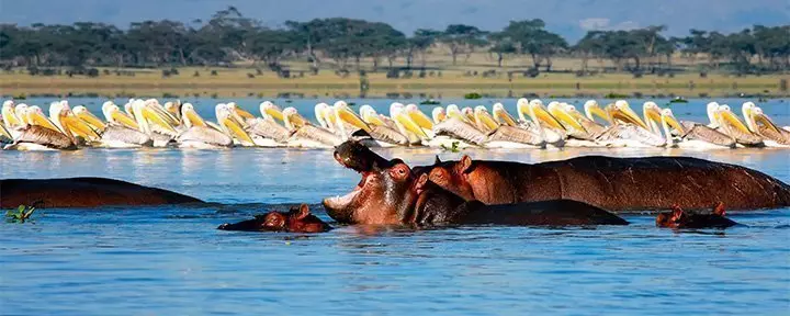 Hippos and pelicans in Lake Naivasha