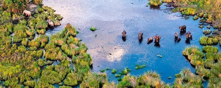 Elephants in the Okavango Delta